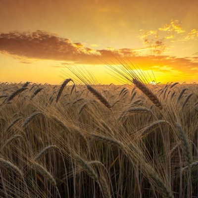 Golden Wheat Field at Sunset
