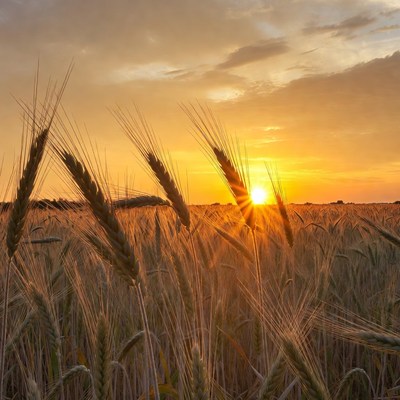 Wheat Field at Sunset