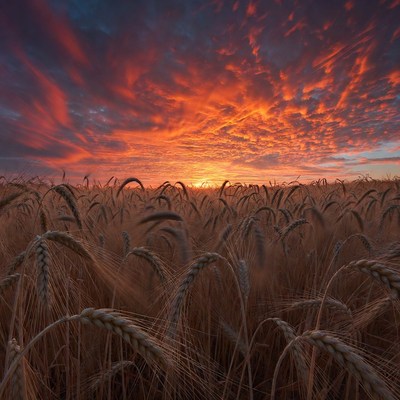 Sunset over Wheat Field