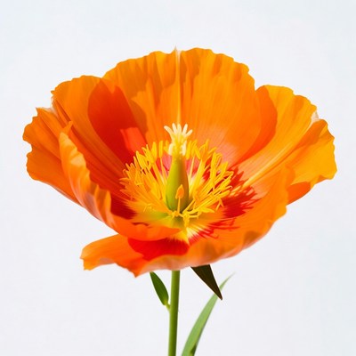 Orange Poppy Flower on White Background