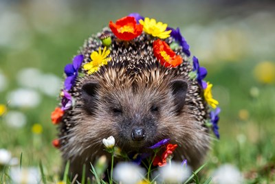 Hedgehog wearing colorful flower crown