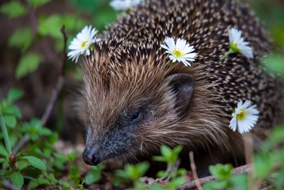 Hedgehog with daisies in grass