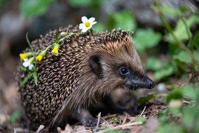 Hedgehog with yellow daisies