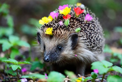 Hedgehog with colorful flowers
