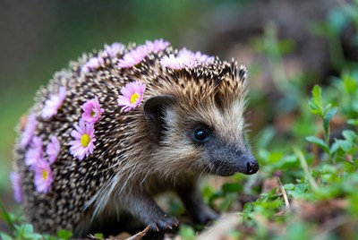 Hedgehog covered in pink daisies