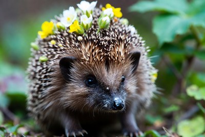 Hedgehog with yellow flowers