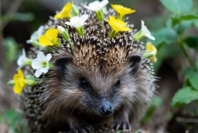 Hedgehog with yellow and white flowers