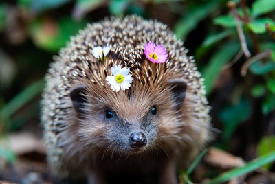 Hedgehog with white pink flowers
