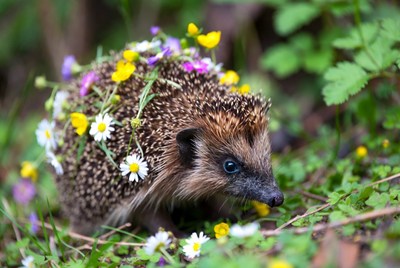 Hedgehog covered in daisies and flowers