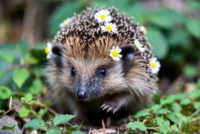 Hedgehog with daisies in grass