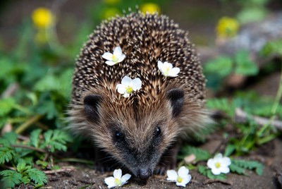 Hedgehog with white flowers