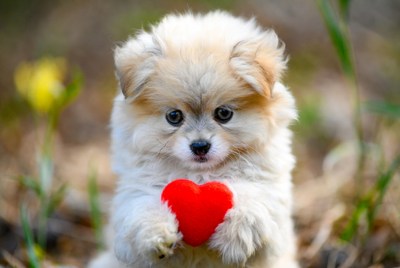 Pomeranian puppy holding red heart