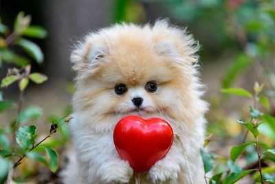 Pomeranian puppy holding red heart