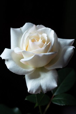 White Rose on Black Background