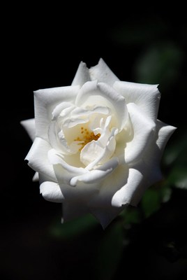 White Rose with Yellow Center