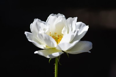 White Rose with Yellow Center