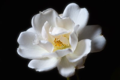 White Rose Flower on Black Background