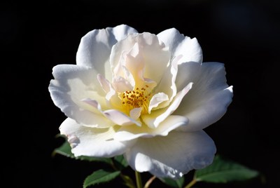 White Rose with Yellow Center