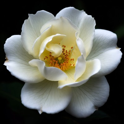 White Rose with Orange Center