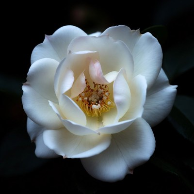 White Rose Flower Closeup