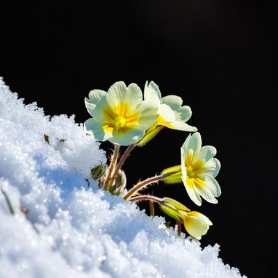 Primroses blooming in snow