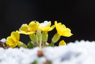 Yellow Primroses Covered in Snow