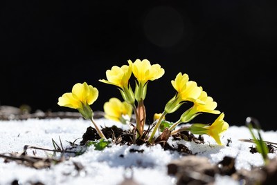 Yellow primroses blooming in snow