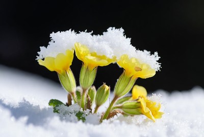 Primroses Covered in Snow
