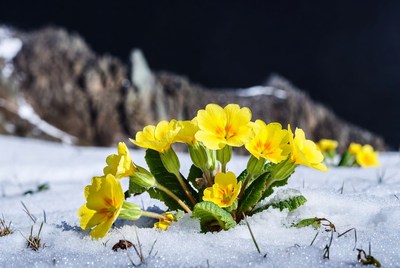 Yellow Primroses Blooming in Snow