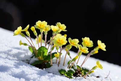 Yellow Primroses Blooming in Snow