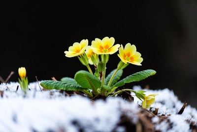 Primroses blooming in snow