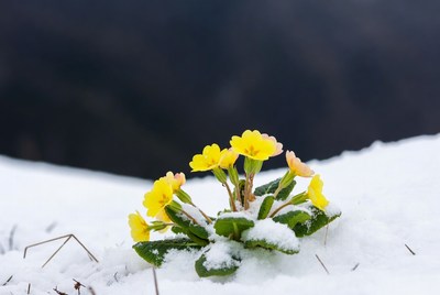 Yellow Primroses Blooming in Snow