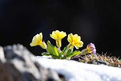 Yellow Primroses Blooming in Snow