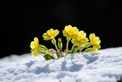 Yellow Primroses on Snow