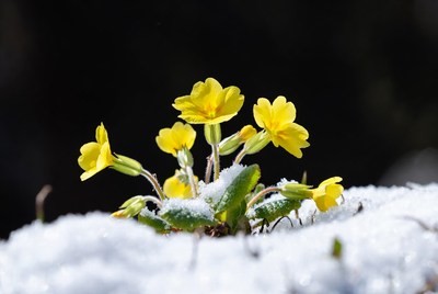 Yellow Primroses in Snow