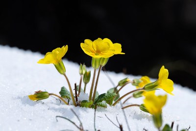 Yellow Primroses Blooming in Snow