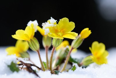 Yellow flowers covered in snow