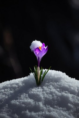 Purple Crocus Emerging from Snow