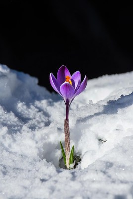 Purple crocus blooming in snow