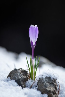 Purple crocus blooming in snow