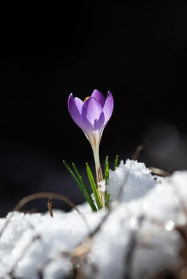 Purple crocus blooming in snow