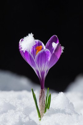 Purple Crocus Blooming in Snow