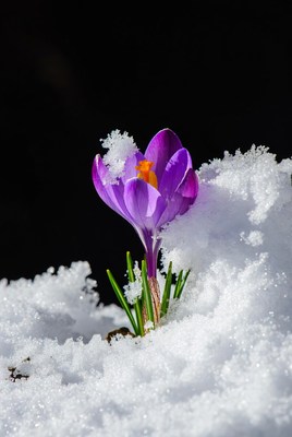 Purple Crocus Blooming in Snow