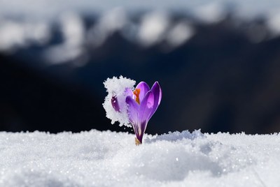 Purple crocus blooming in snow