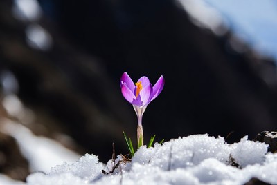 Purple crocus blooming in snow