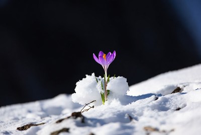 Purple crocus blooming in snow