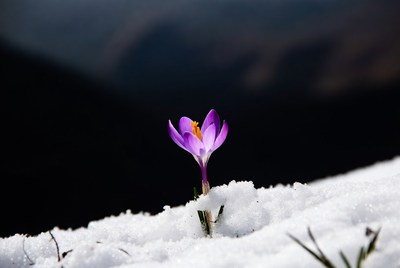 Purple crocus blooming in snow