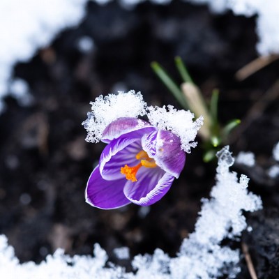 Purple Crocus Blooming in Snow