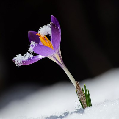 Purple Crocus Flower in Snow