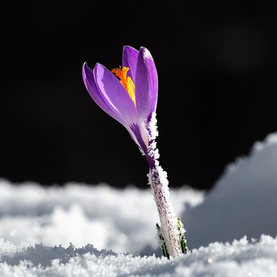 Purple Crocus in Snow